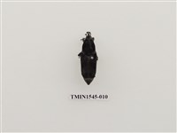 藏品(長錐象鼻蟲科)的圖片